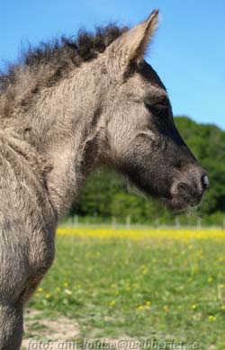 Fljods f&ouml;l ca 3 dagar