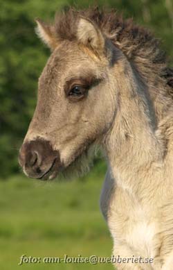 1 m&aring;nad gammal