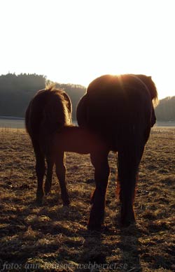 R&aacute;n bjuder Skelmnir p&aring; kv&auml;llsm&aring;l