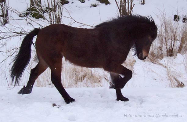 Blaeja flyr fr&aring;n fotografen. 