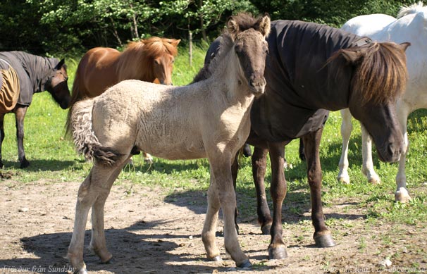 Fj&ouml;rdur 1,5 m&aring;nad gammal