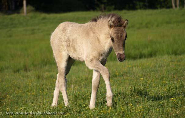 1 m&aring;nad gammal