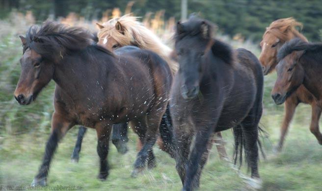 Flugar l&auml;ngst till v&auml;nster i bild.