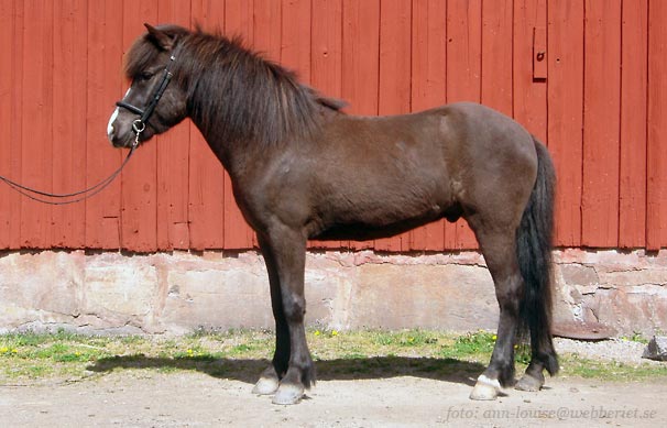 Frakki 5 &aring;r Foto: ann-louise Svensson 