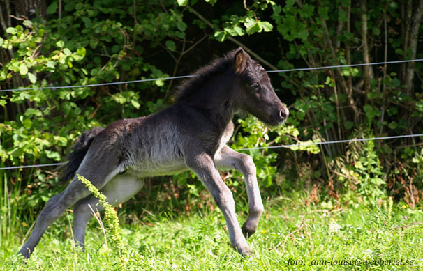 Hingstf&ouml;l u: R&aacute;n