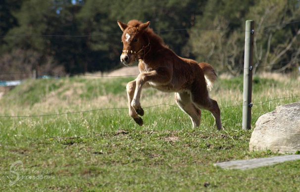 J&oacute;dis fr&aring;n Sundsby. Foto: Ann-Louise Svensson