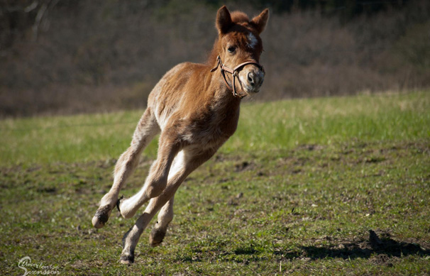 J&oacute;dis fr&aring;n Sundsby. Foto: Ann-Louise Svensson