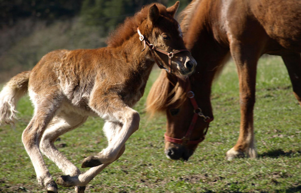 J&oacute;dis fr&aring;n Sundsby. Foto: Ann-Louise Svensson