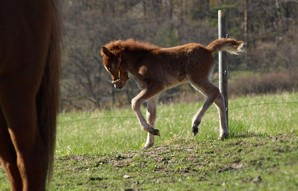 J&oacute;dis fr&aring;n Sundsby leker dressyr h&auml;st. Foto: Ann-Louise Svensson