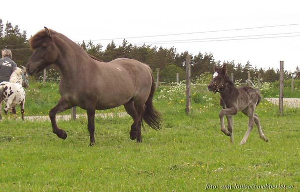 Hector 4 dagar, vid Fljods sida