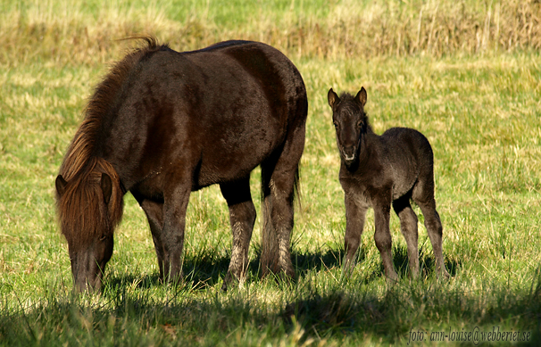 Heklas och hennes f&ouml;l