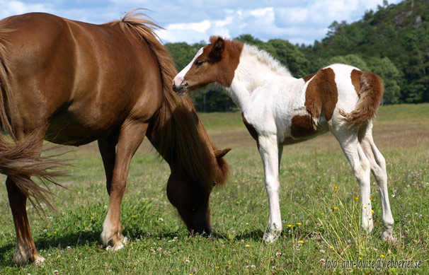 Lysa fr&aring;n Sundsby