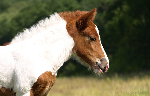 Lysa fr&aring;n Sundsby, 2 veckor
