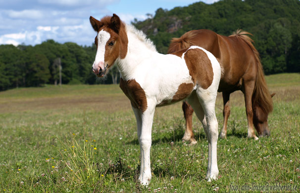 Lysa fr&aring;n Sundsby, drygt 2 veckor