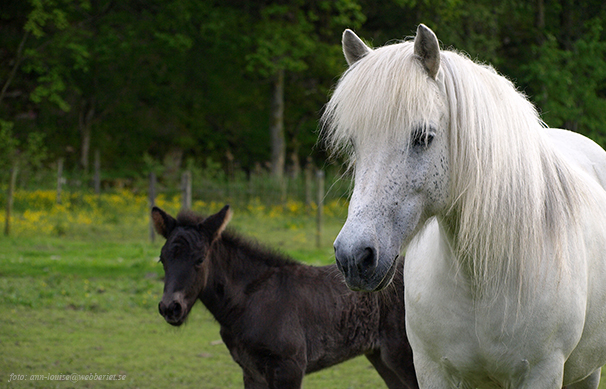 M&yacute;kt med stof&ouml;l 7 dagar f&ouml;dd 2015