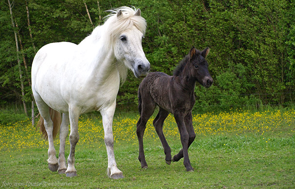 Oliver fra Kvistum. Foto: Ann-Louise Svensson