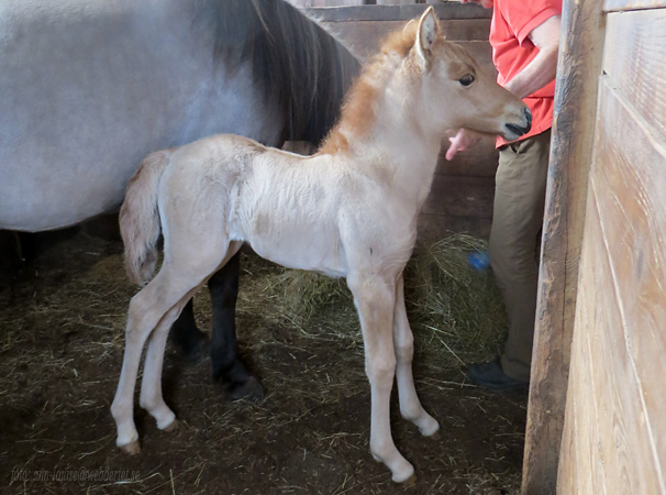 Stof&ouml;l e: Oliver fr&aacute; Kvistum
