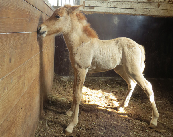 Fljods stof&ouml;l 5 dagar