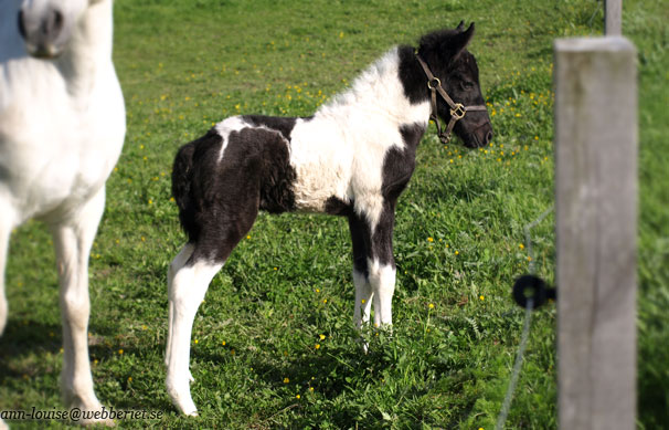 Otto n&aring;gra dagar gammal