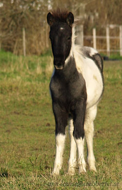 Otto h&ouml;sten 2011