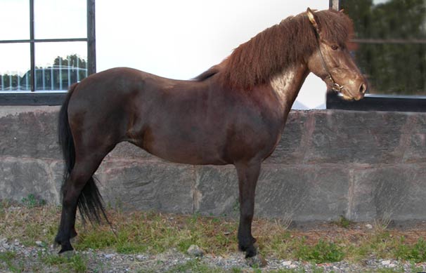 Pila 5 &aring;r (2007)