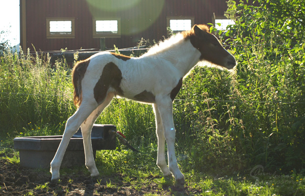 Raudhetta 1 vecka gammal