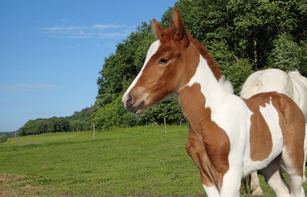 Stof&ouml;l efter Oliver, 2 dagar