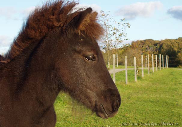 Skelmnir ca 3 m&aring;nader