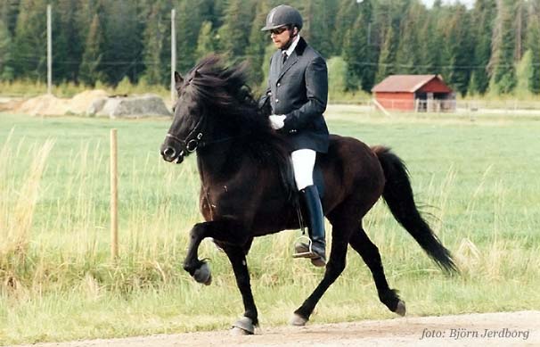 Flugar l&auml;ngst till v&auml;nster i bild.