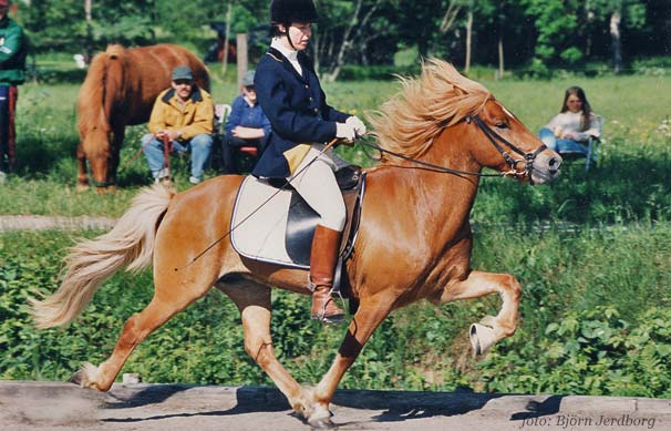 Steppen i t&auml;vling