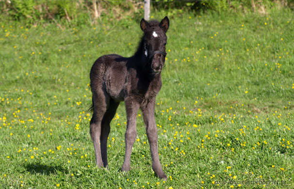 En mycket ung Stjarnif&aacute;kur