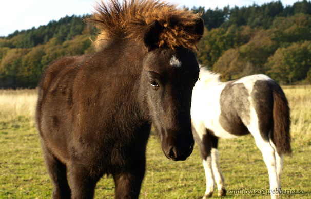 Starnifakur h&ouml;sten 2011