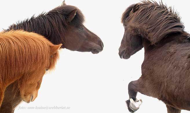 Frakki f&ouml;rs&ouml;ker imponera p&aring; ungstona