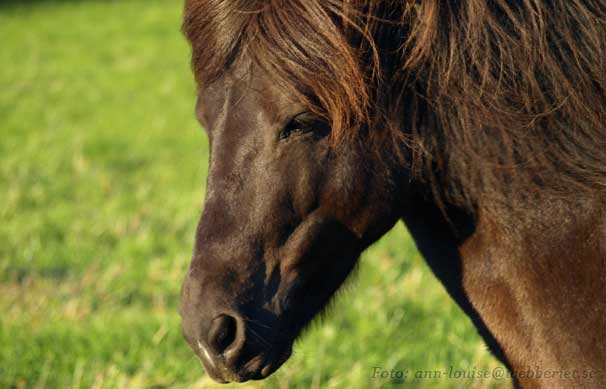 Viktor fr&aring;n Sundsby