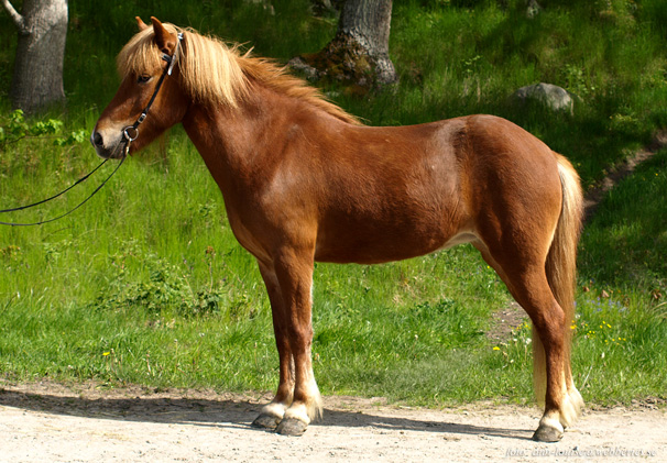 Yrsa fr&aring;n Sundsby 7 &aring;r 