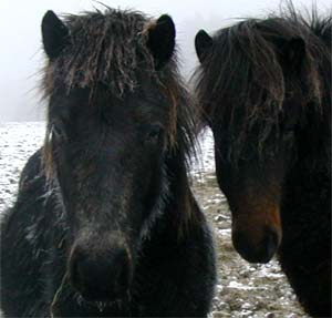 Assi 2,5 &aring;r  (till v&auml;nster )med kompisen Draumur