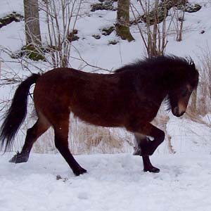 Blaeja i hagen p&aring; Sundsby