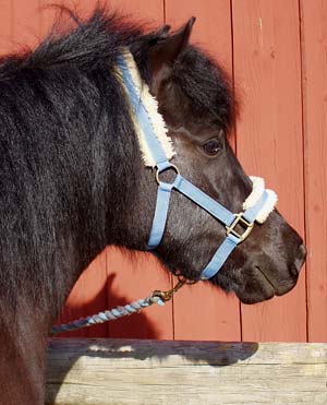 Disa 5 &aring;r. 7 maj 2005