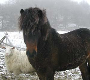 Draumur med s&auml;llskap