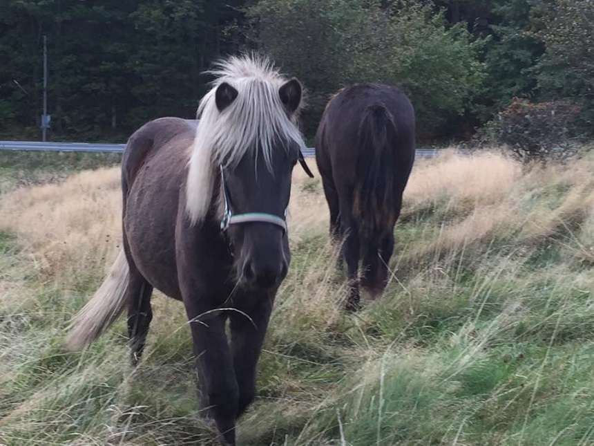 Eiks f&ouml;rsta minuter i hingshagen. Foto: Ann-Louise Svensson 