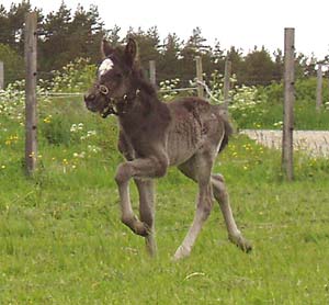 Hingst f&ouml;dd 2005, 4 dagar.