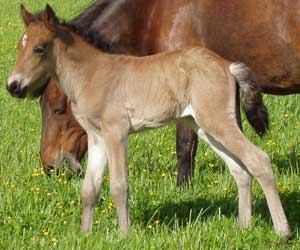 Snarfagri fr&aring;n Sundsby f 2003