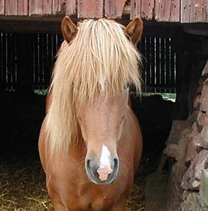 Flugsvinn, portr&auml;tt framifr&aring;n