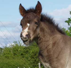 Frakki ca en m&aring;nad gammal. Foto: A-L Svensson