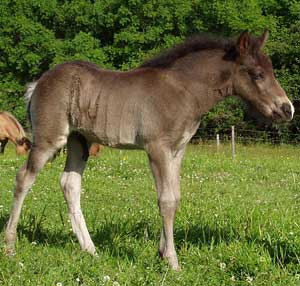 Frakki fr&aring;n Sundsby, f 2003