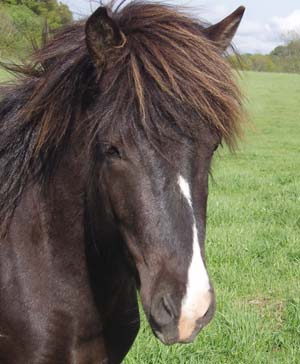 Frakki 3 &aring;r. Foto: A-L Svensson