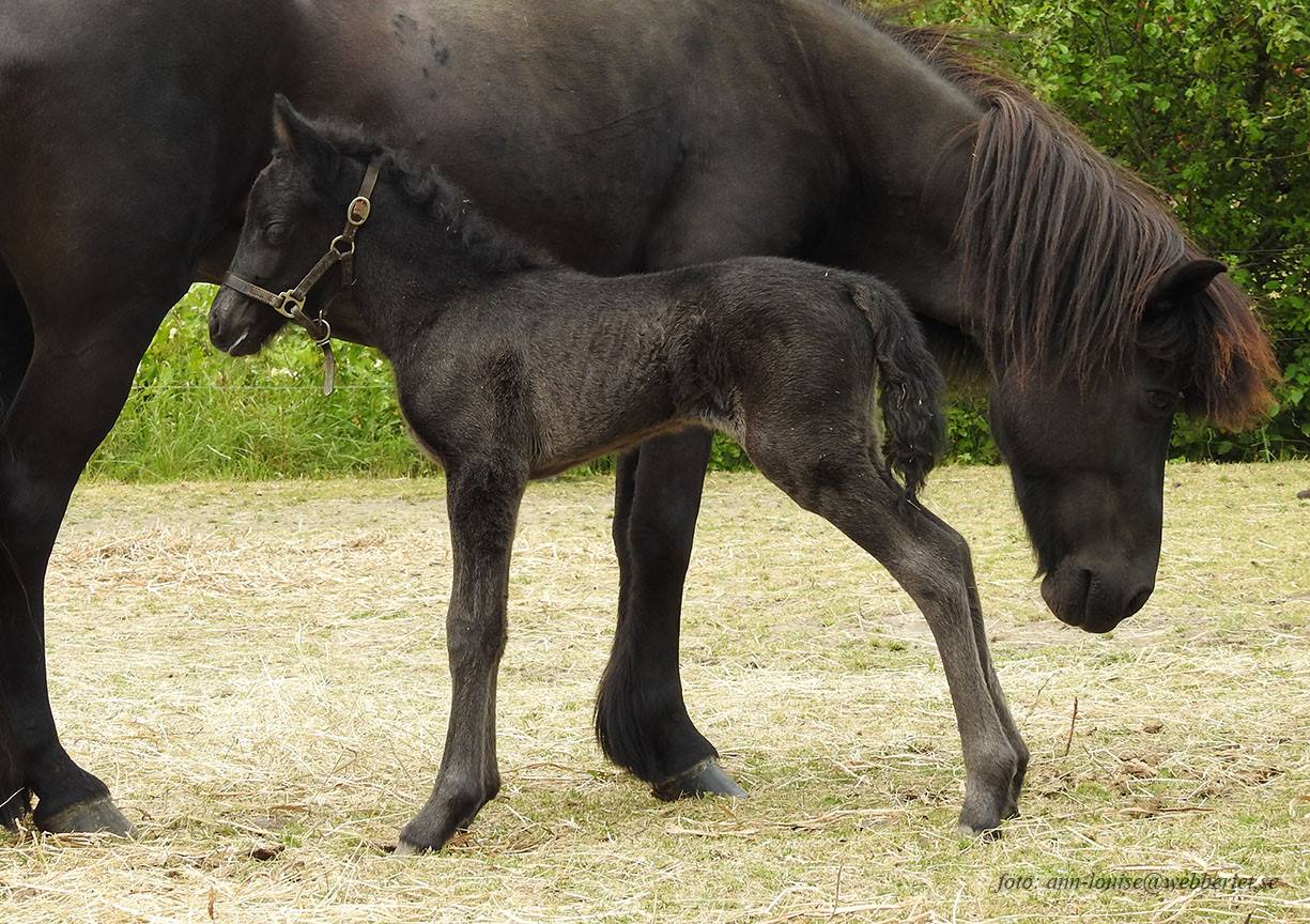 Bara n�gra dagar gammal