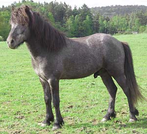 Herjann 3 &aring;r. Foto: A-L Svensson