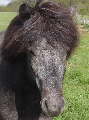 Herjann 3 &aring;r. Foto: A-L Svensson