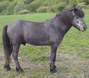 Herjann 3 &aring;r h&ouml;ger sida